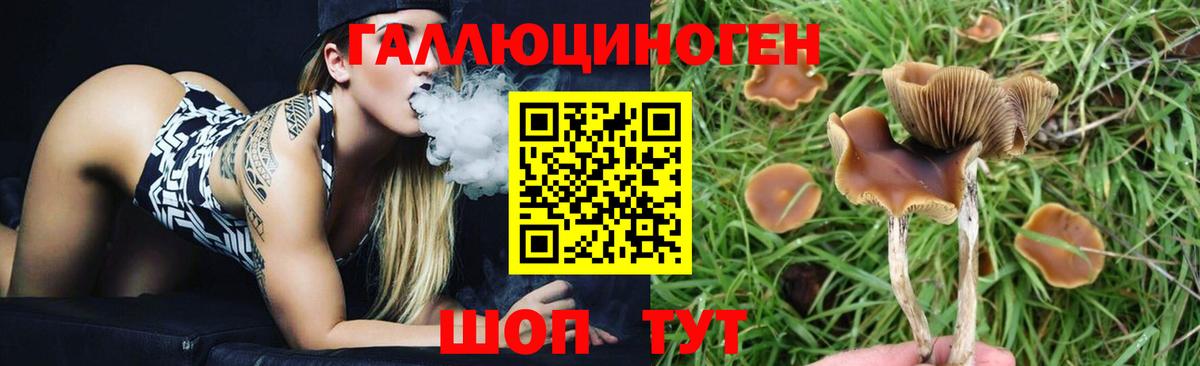 Галлюциногенные грибы Cubensis Курчатов